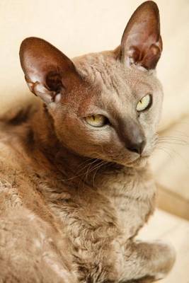 Book cover for Egyptian Mau Cat Checking You Out Journal