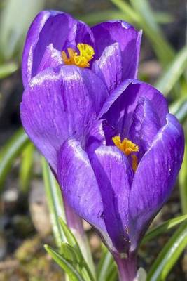 Book cover for A Pair of Crocus Flowers in the Grass