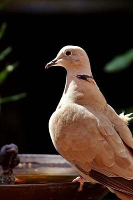 Book cover for Collared Dove at a Watering Pond Journal