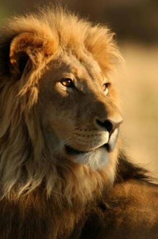 Cover of A Beautiful Male Lion in Kenya