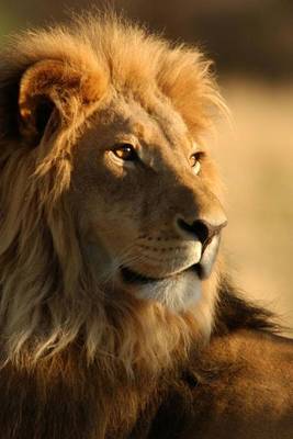 Book cover for A Beautiful Male Lion in Kenya