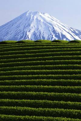 Book cover for Mount Fuji Tea Plantation