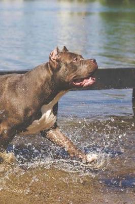 Book cover for Pit Bull Dog Playing in the Lake