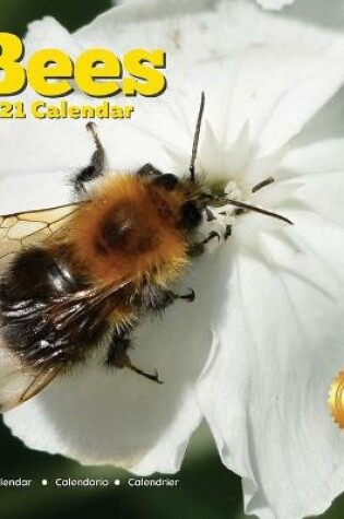Cover of Bees Calendar 2021