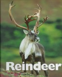 Book cover for Reindeer