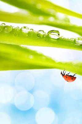 Book cover for Upside Down Ladybug