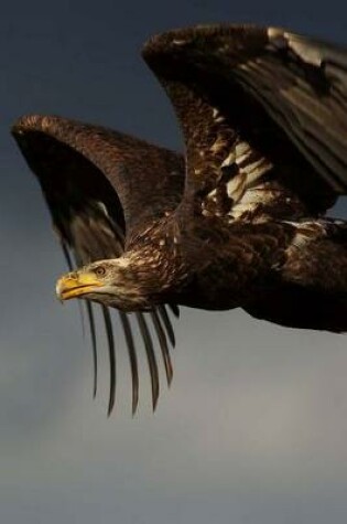 Cover of Juvenile Bald Eagle in Flight Journal