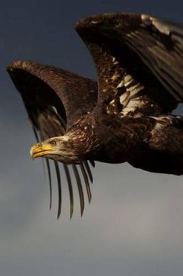 Book cover for Juvenile Bald Eagle in Flight Journal