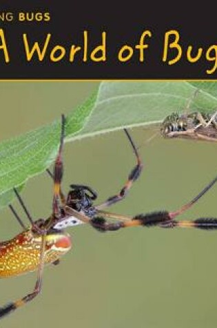 Cover of A World of Bugs