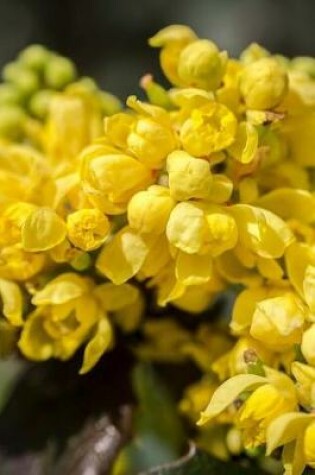 Cover of Yellow Barberry Flower Blooms Journal