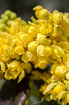 Book cover for Yellow Barberry Flower Blooms Journal