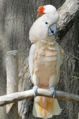 Cover of White Cockatoo Portrait, Birds of the World