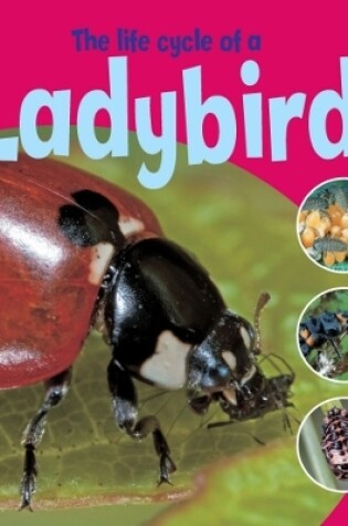 Cover of Learning About Life Cycles: The Life Cycle of a Ladybird