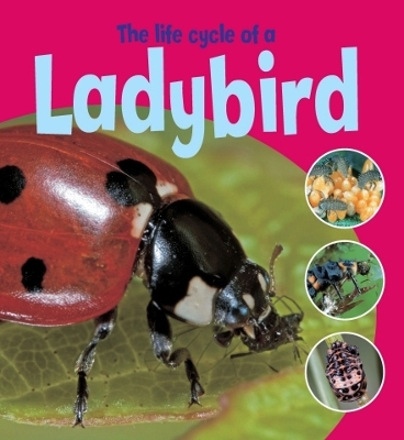 Book cover for Learning About Life Cycles: The Life Cycle of a Ladybird