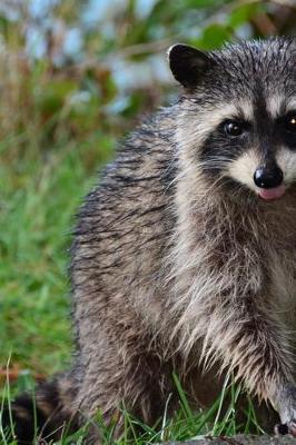 Book cover for Awwwww Cute Little Raccoon Journal