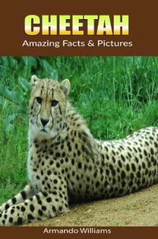 Cover of Cheetah