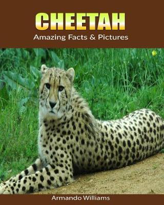 Book cover for Cheetah