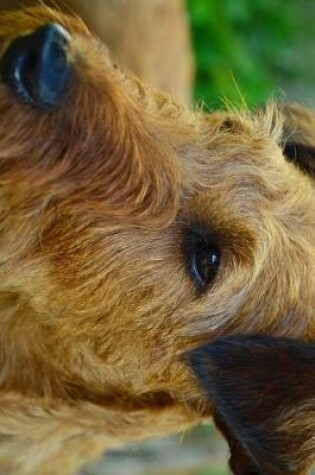 Cover of Irish Terrier Profile Journal