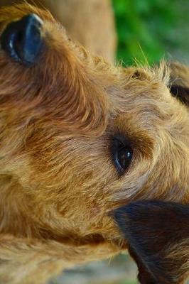 Book cover for Irish Terrier Profile Journal