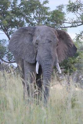 Book cover for Male Elephant in the Tall Grass Journal