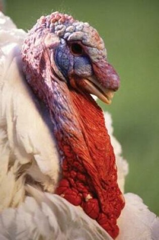 Cover of Farm Journal White Turkey Face Close Up