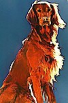 Book cover for Irish Setter