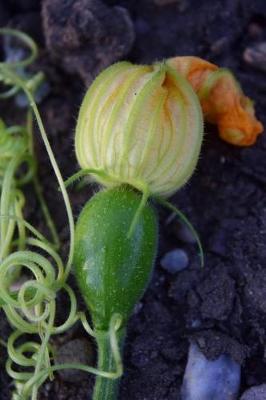 Book cover for Zucchini Plant Blooming in Autumn Journal