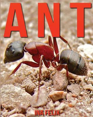 Book cover for Ant