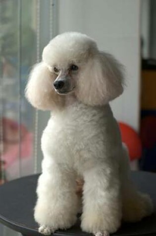 Cover of Beautiful White Miniature Poodle Dog Journal