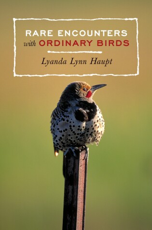 Cover of Rare Encounters with Ordinary Birds