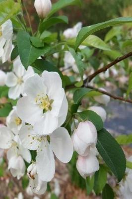 Cover of 2019 Daily Planner Spring Flowering Tree Branch Full Bloom 384 Pages