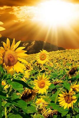 Book cover for A Beautiful Field of Sunflowers in Colorado