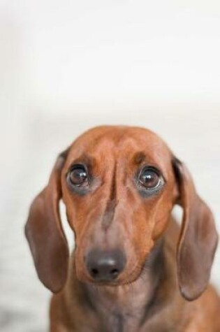 Cover of Adorable Brown Long Eared Dachshund