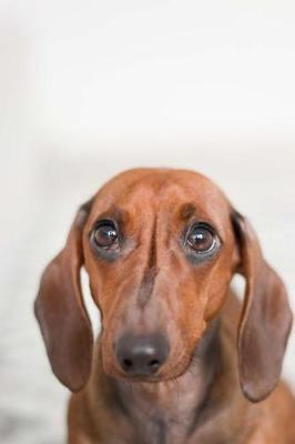 Book cover for Adorable Brown Long Eared Dachshund