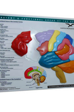Cover of Brain Model & Puzzle – Anatomy and Functional Areas of the Brain