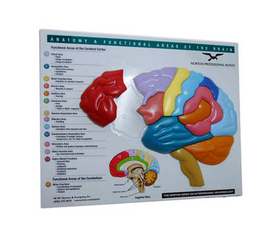 Book cover for Brain Model & Puzzle – Anatomy and Functional Areas of the Brain