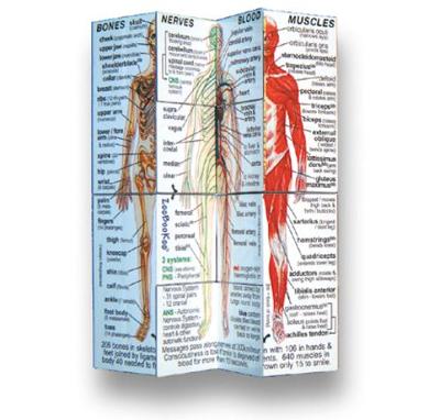 Book cover for Human Body Cube Book (USA)