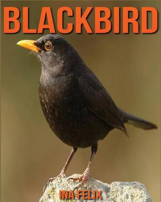 Book cover for Blackbird