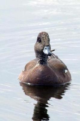 Book cover for Common Merganser Duck on the Water Journal