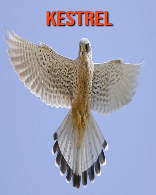 Book cover for Kestrel