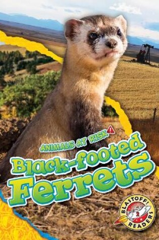Cover of Black-Footed Ferrets