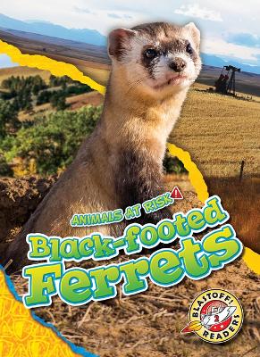Book cover for Black-Footed Ferrets