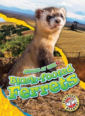 Cover of Black-Footed Ferrets