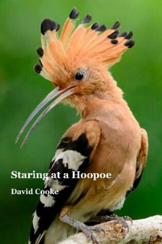 Cover of Staring at a Hoopoe