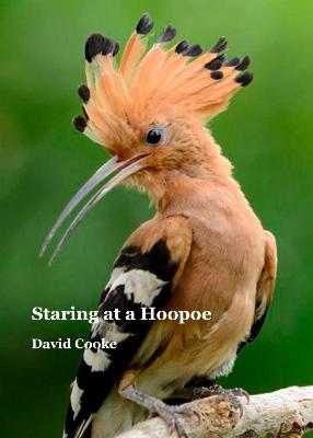Book cover for Staring at a Hoopoe
