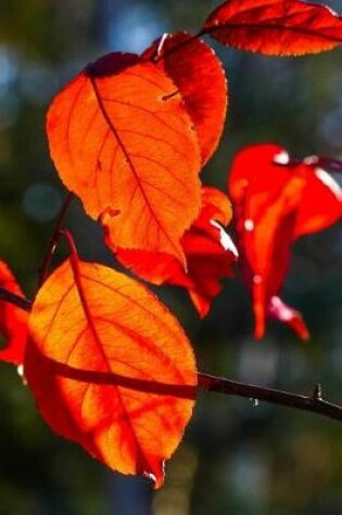 Cover of Autumn and the Beautiful Red Leaves of Fall