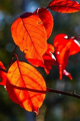 Book cover for Autumn and the Beautiful Red Leaves of Fall