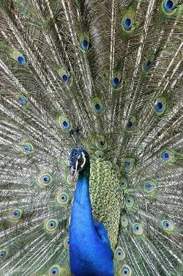 Book cover for Peacock And Its Perfect Plumage Notebook