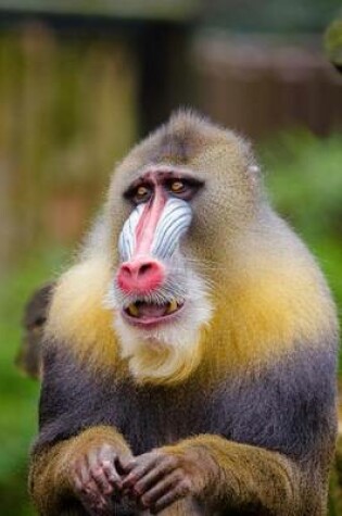 Cover of A Cute Mandrill Sitting Down