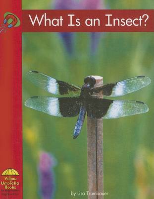 Book cover for What Is an Insect?